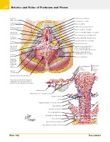 Frank H. Netter, MD - Atlas of Human Anatomy (6th ed ) 2014, page 425